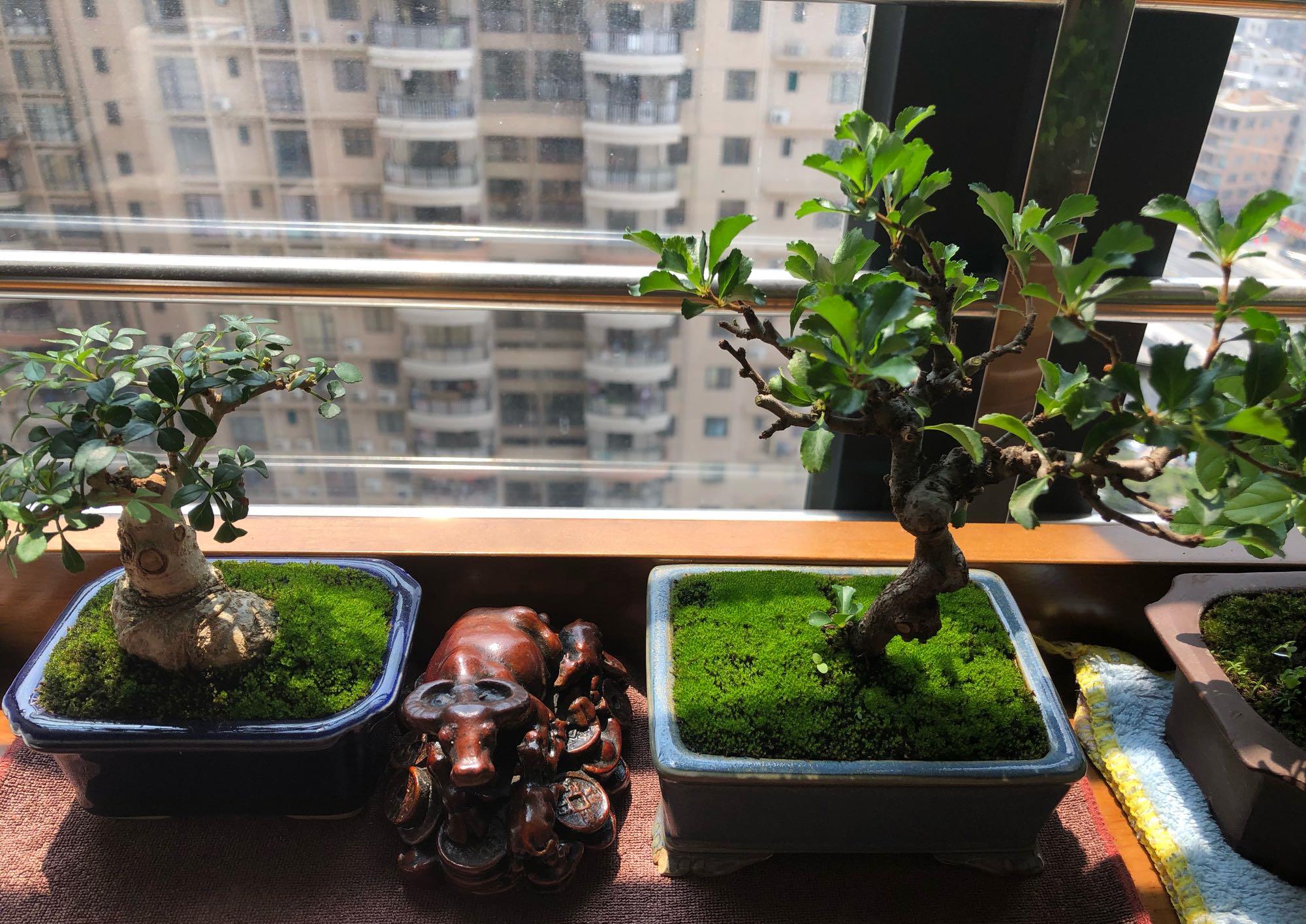 盆景上的苔藓很美观，请问应该如何获得？可以通过什么方式培育？