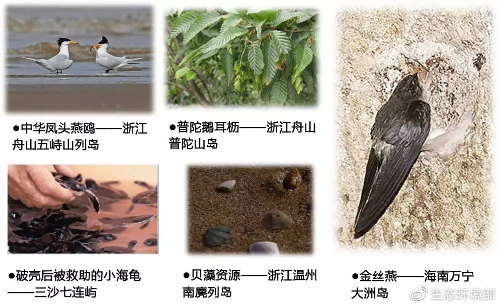 海洋环保科普（6）｜我国海岛上的那些生物资源，你知道它们么？