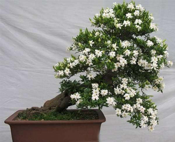 水横枝盆景换盆，要注意做好2件事，否则后悔就迟了