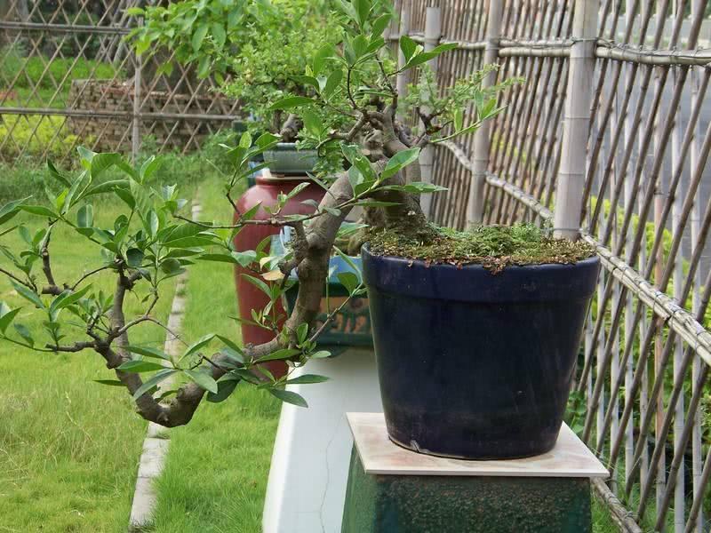 水横枝盆景换盆，要注意做好2件事，否则后悔就迟了