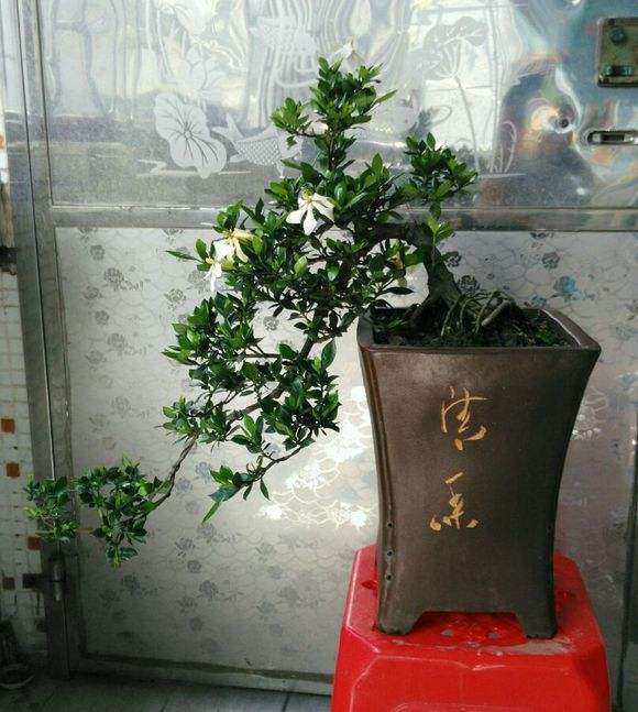 水横枝盆景换盆，要注意做好2件事，否则后悔就迟了