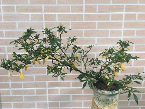 水横枝盆景换盆，要注意做好2件事，否则后悔就迟了