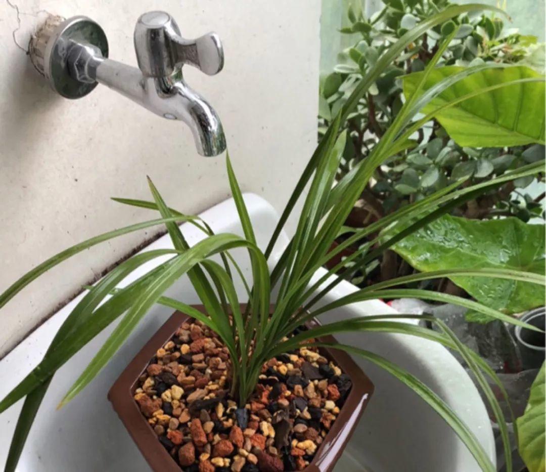 兰花最全养护要点，一年四季绿油油，开花还能香满屋！