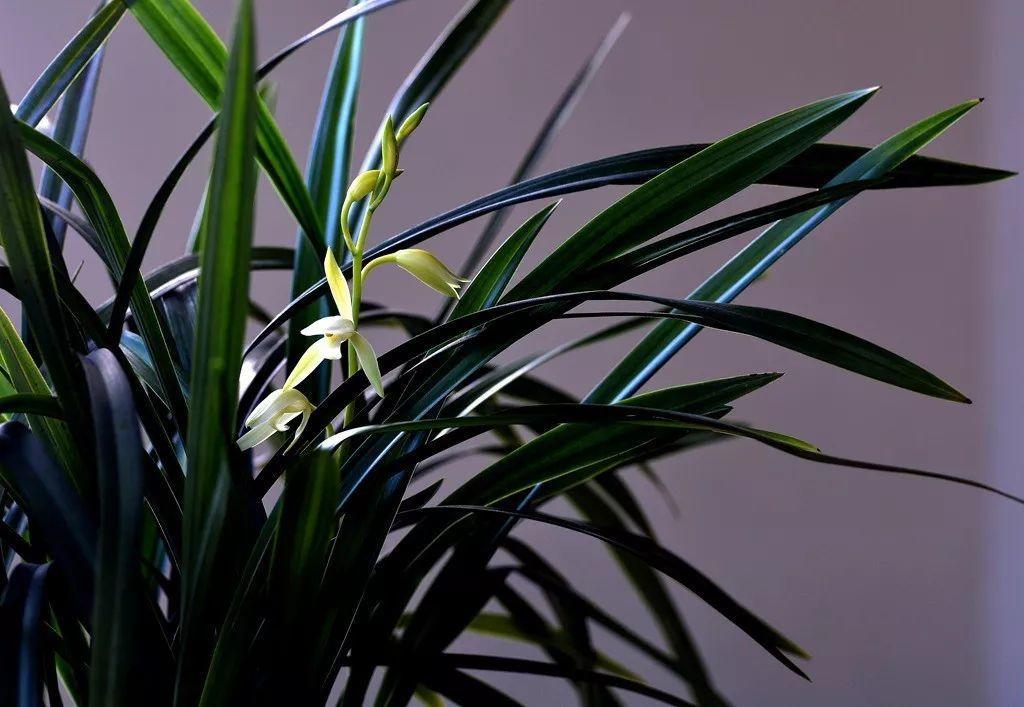 兰花最全养护要点，一年四季绿油油，开花还能香满屋！