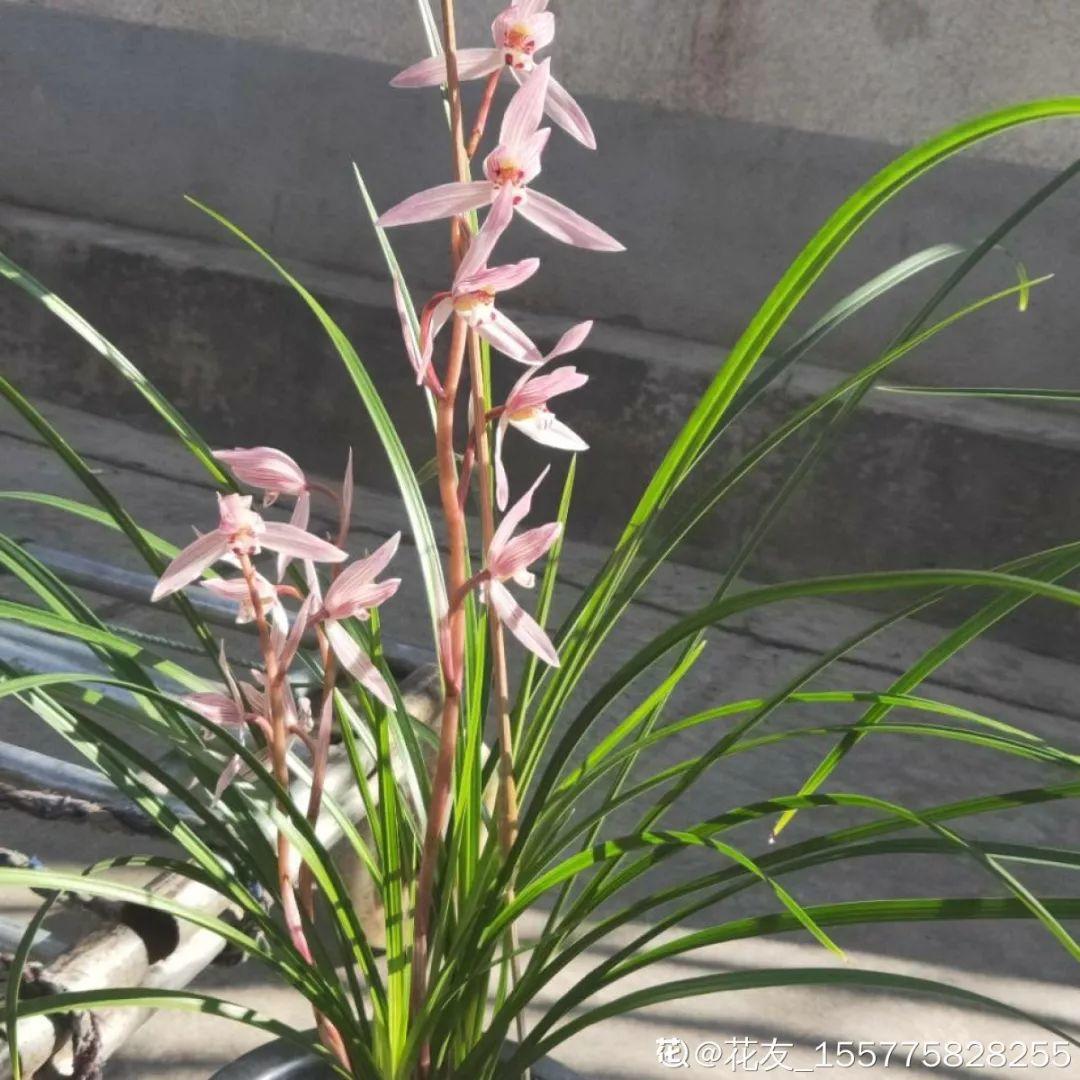 兰花最全养护要点，一年四季绿油油，开花还能香满屋！