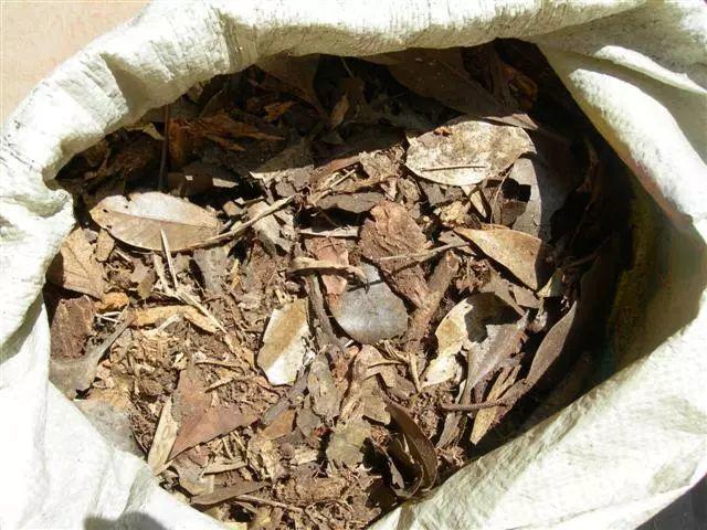 兰花最全养护要点，一年四季绿油油，开花还能香满屋！