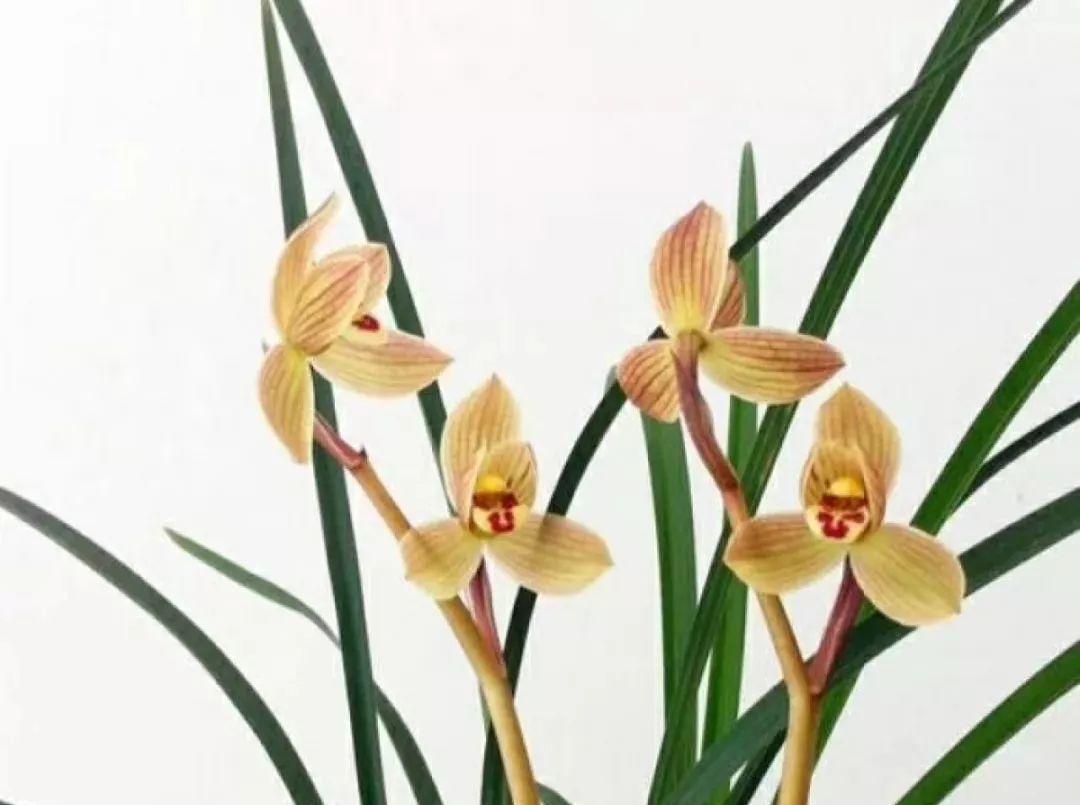 兰花最全养护要点，一年四季绿油油，开花还能香满屋！