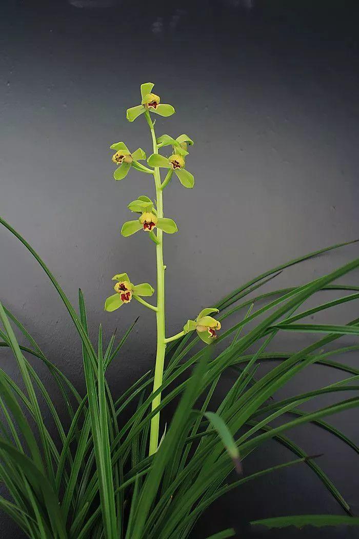 兰花最全养护要点，一年四季绿油油，开花还能香满屋！