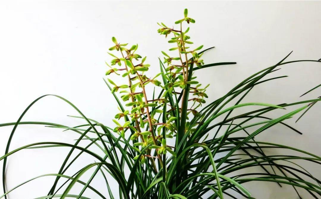 兰花最全养护要点，一年四季绿油油，开花还能香满屋！