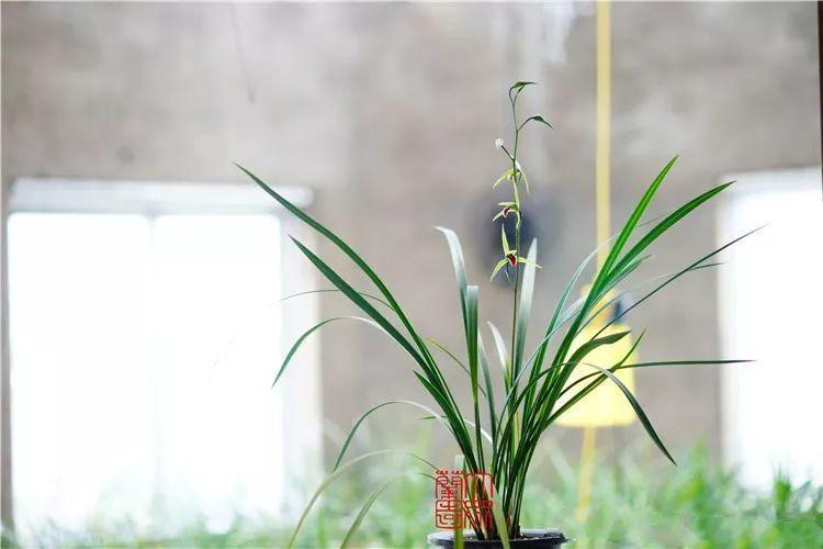 兰花最全养护要点，一年四季绿油油，开花还能香满屋！