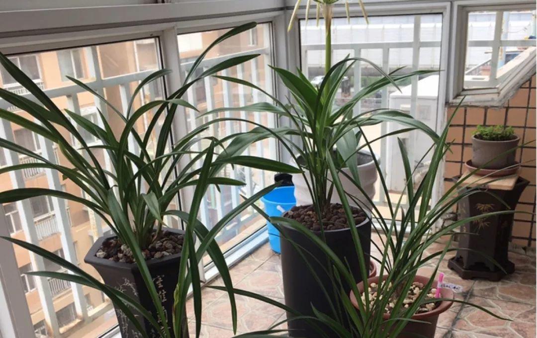 兰花最全养护要点，一年四季绿油油，开花还能香满屋！