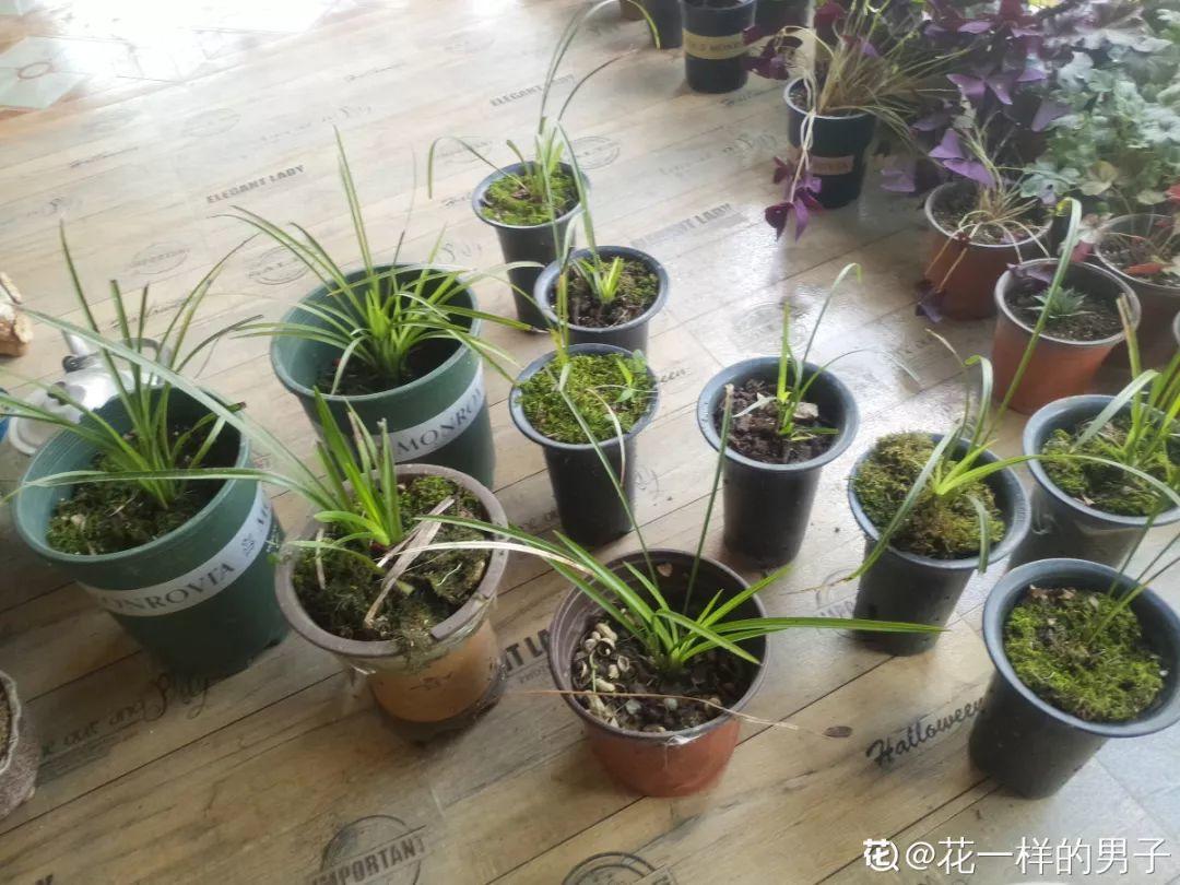 兰花最全养护要点，一年四季绿油油，开花还能香满屋！
