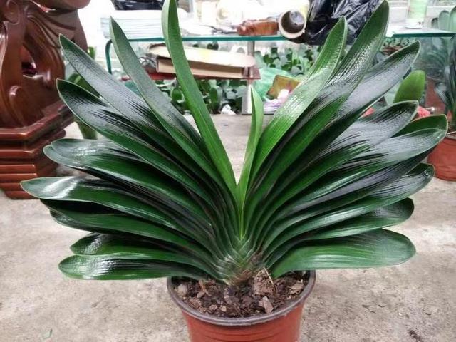 君子兰不开花不长叶，秋冬养护有技巧，开花爆盆枝叶油亮