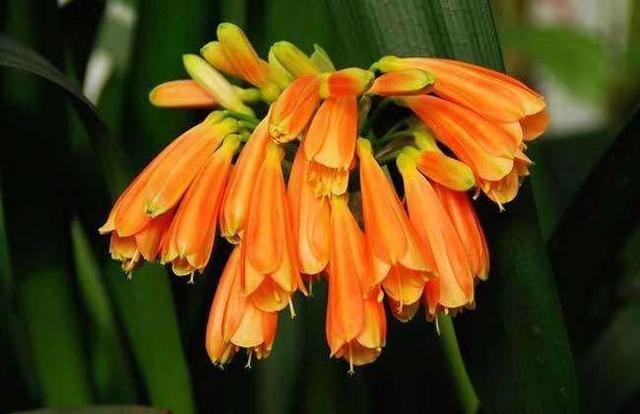 君子兰不开花不长叶，秋冬养护有技巧，开花爆盆枝叶油亮