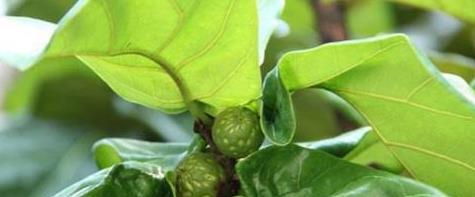 谁说琴叶榕不好养?秋季养护注意几点,避免黄叶掉叶,新叶蹭蹭长