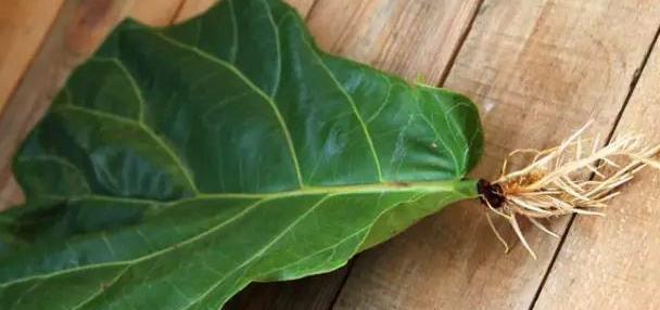 谁说琴叶榕不好养?秋季养护注意几点,避免黄叶掉叶,新叶蹭蹭长