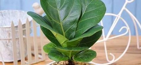 谁说琴叶榕不好养?秋季养护注意几点,避免黄叶掉叶,新叶蹭蹭长