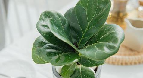 谁说琴叶榕不好养?秋季养护注意几点,避免黄叶掉叶,新叶蹭蹭长