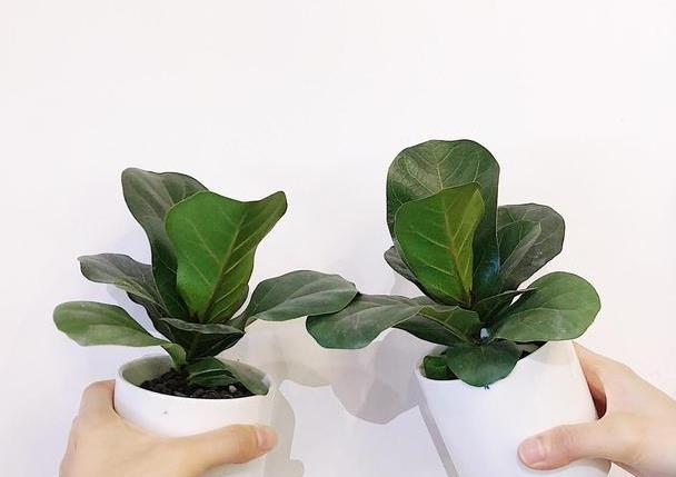 谁说琴叶榕不好养?秋季养护注意几点,避免黄叶掉叶,新叶蹭蹭长