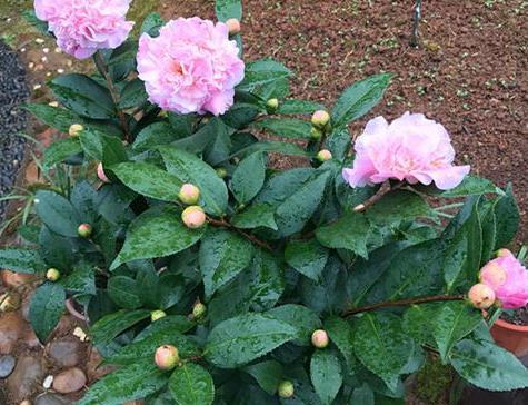 秋冬香妃茶花这样养护,花苞窜满枝头,浓香异常,真的还想养一盆