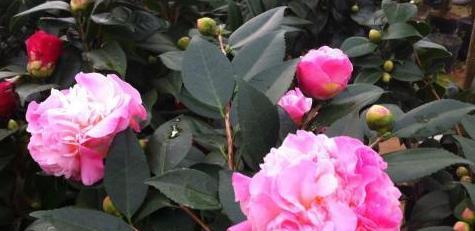 秋冬香妃茶花这样养护,花苞窜满枝头,浓香异常,真的还想养一盆