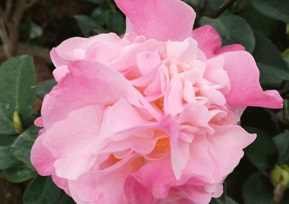 秋冬香妃茶花这样养护,花苞窜满枝头,浓香异常,真的还想养一盆