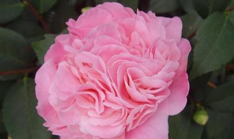 秋冬香妃茶花这样养护,花苞窜满枝头,浓香异常,真的还想养一盆