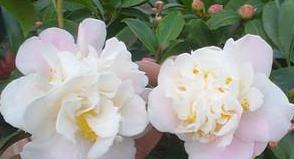 秋冬香妃茶花这样养护,花苞窜满枝头,浓香异常,真的还想养一盆