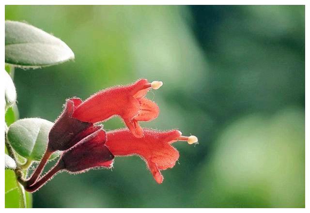 新奇的口红花，颜色鲜艳，养护简单，喜欢可以养在窗台上