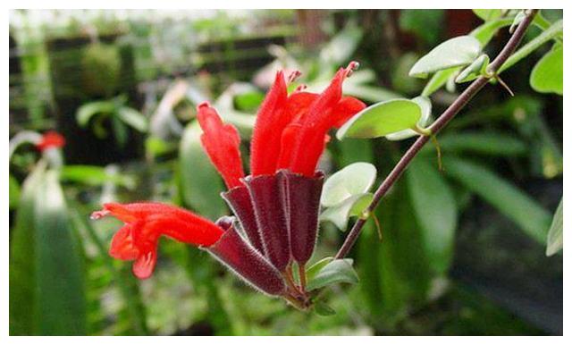 新奇的口红花，颜色鲜艳，养护简单，喜欢可以养在窗台上