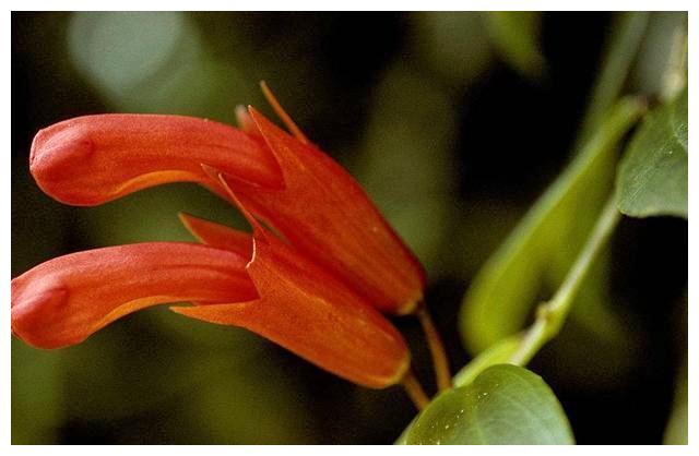 新奇的口红花，颜色鲜艳，养护简单，喜欢可以养在窗台上