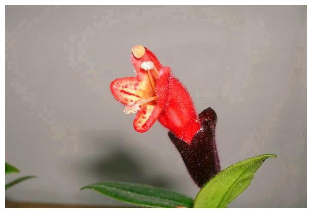 新奇的口红花，颜色鲜艳，养护简单，喜欢可以养在窗台上