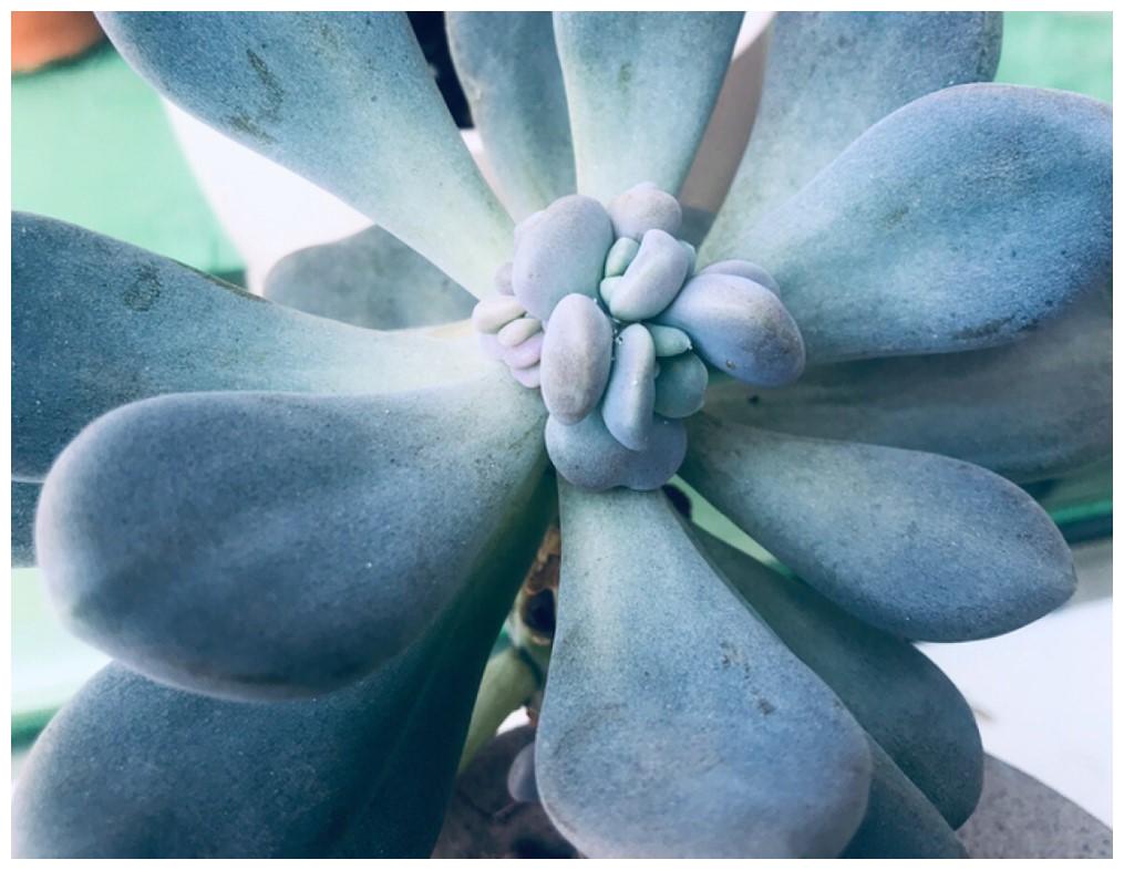 多肉北方没暖气,这样养护起来,也是比较暖暖的很贴心!