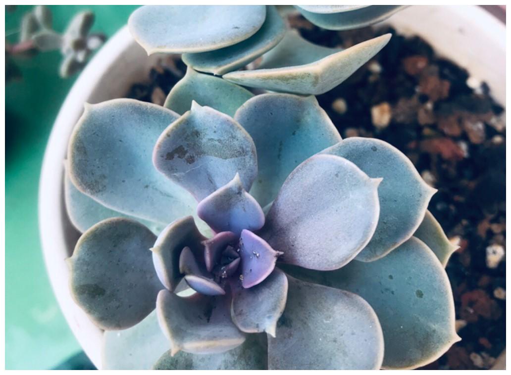 多肉北方没暖气,这样养护起来,也是比较暖暖的很贴心!