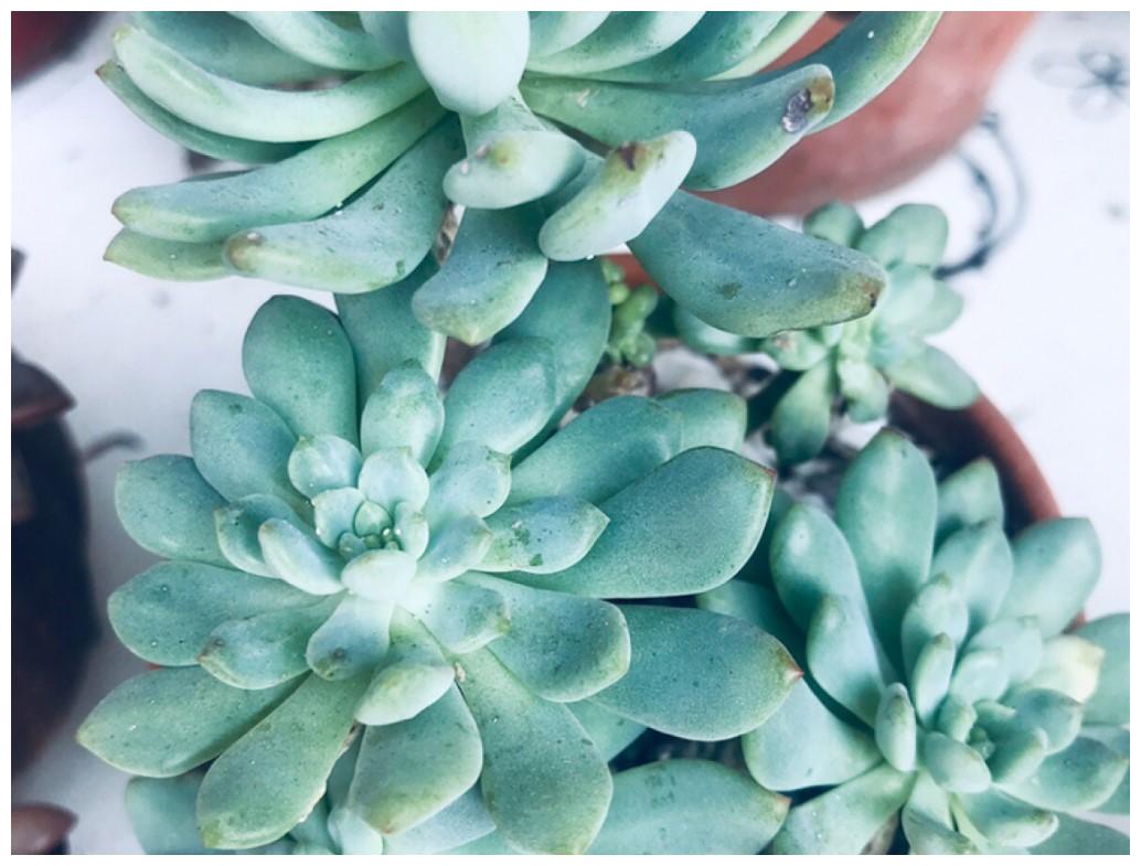 多肉北方没暖气,这样养护起来,也是比较暖暖的很贴心!