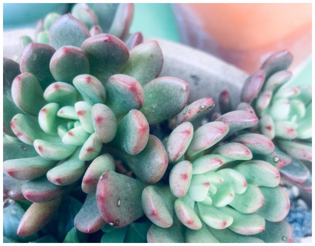 多肉北方没暖气,这样养护起来,也是比较暖暖的很贴心!