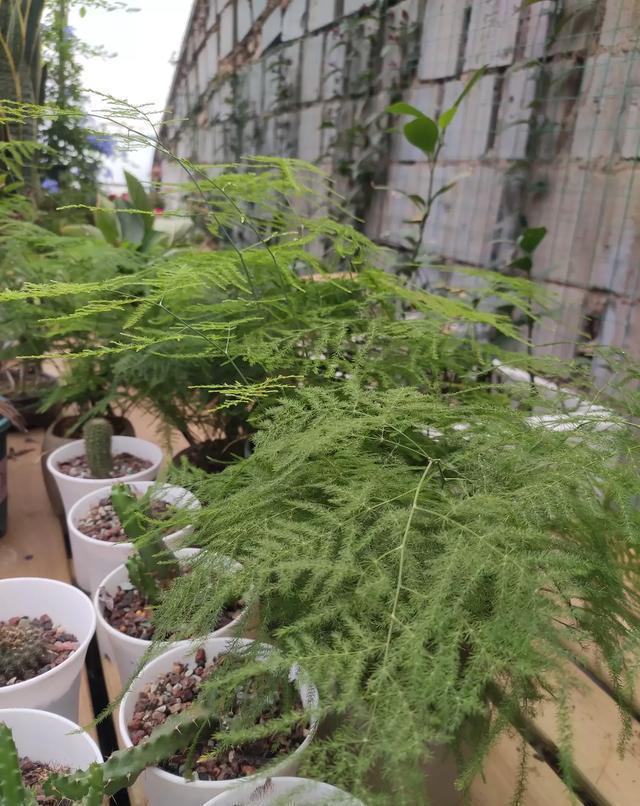 养文竹，注意2个“不当”，叶片紧凑不发黄，养出美美盆景