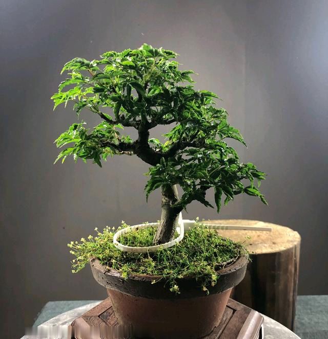 养花菜鸟对农药和肥料的使用误区，多懂点知识对养花有好处