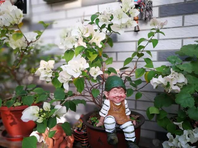 养花菜鸟对农药和肥料的使用误区，多懂点知识对养花有好处