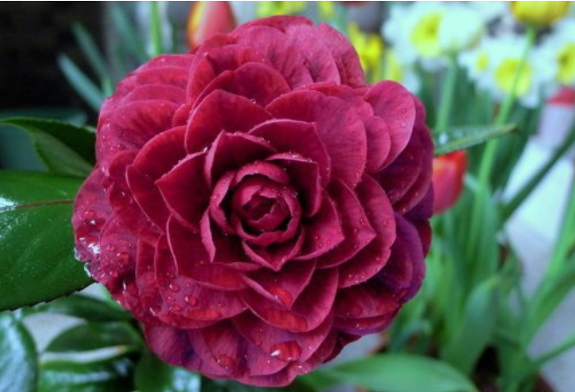 养花养个开花勤奋的,花色艳丽很喜庆,养护起来也很不错