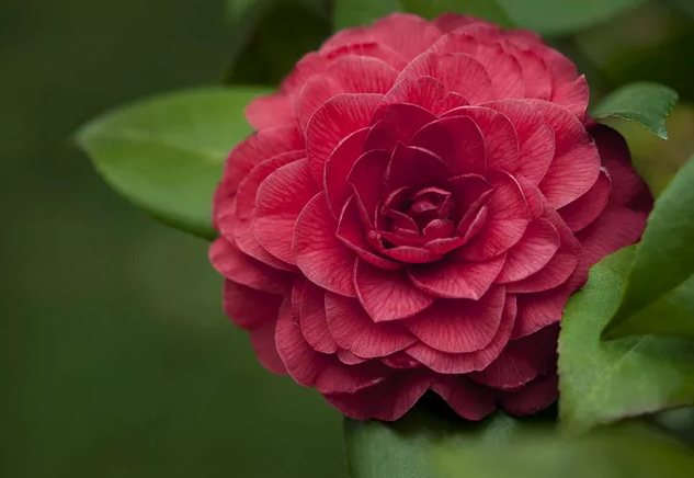 养花养个开花勤奋的,花色艳丽很喜庆,养护起来也很不错