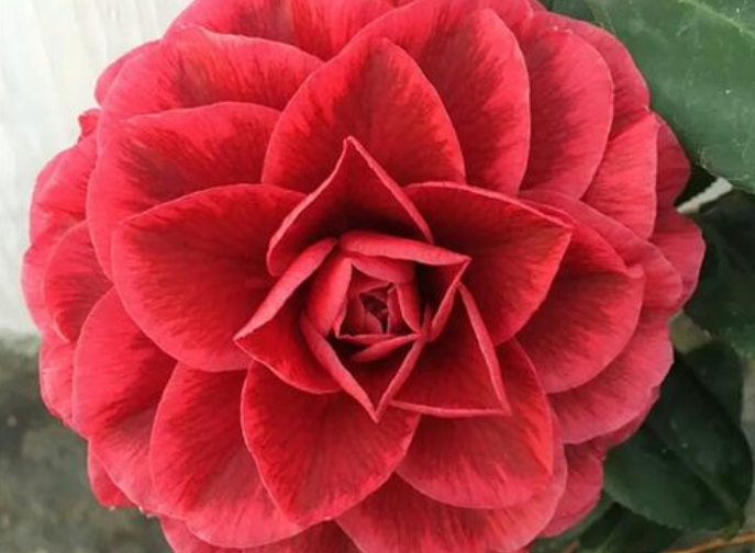 养花养个开花勤奋的,花色艳丽很喜庆,养护起来也很不错