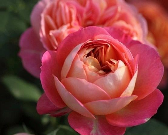 养花养个浪漫梦幻的,四季开花不停,养护起来难度还不大