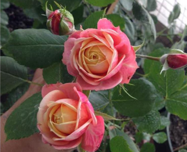 养花养个浪漫梦幻的,四季开花不停,养护起来难度还不大