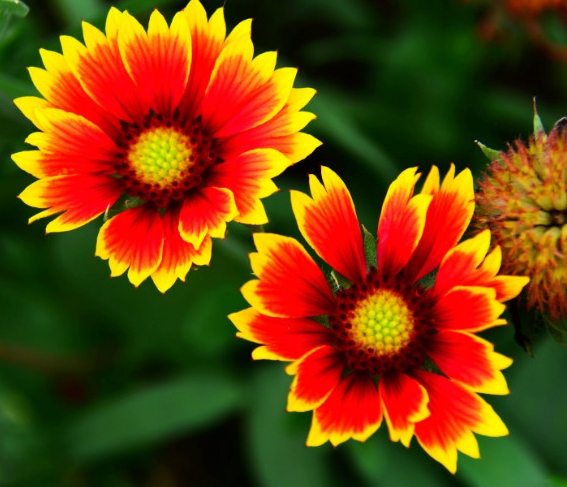 喜欢养花就养盆天人菊,寓意好,栽培养护简单,开花美爆了!