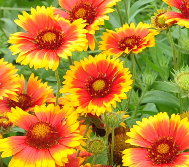 喜欢养花就养盆天人菊,寓意好,栽培养护简单,开花美爆了!