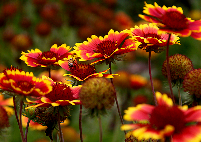喜欢养花就养盆天人菊,寓意好,栽培养护简单,开花美爆了!
