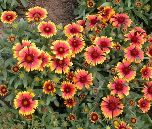 喜欢养花就养盆天人菊,寓意好,栽培养护简单,开花美爆了!