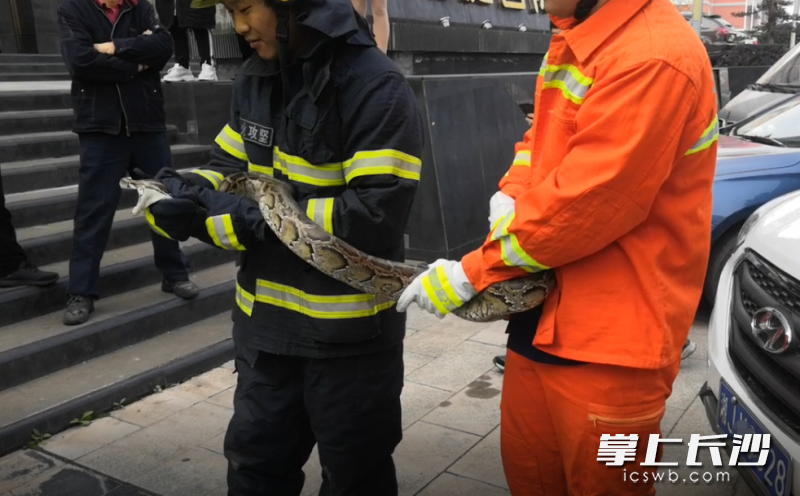 惊！2米长大蟒蛇车上晒太阳！事发长沙环保大道