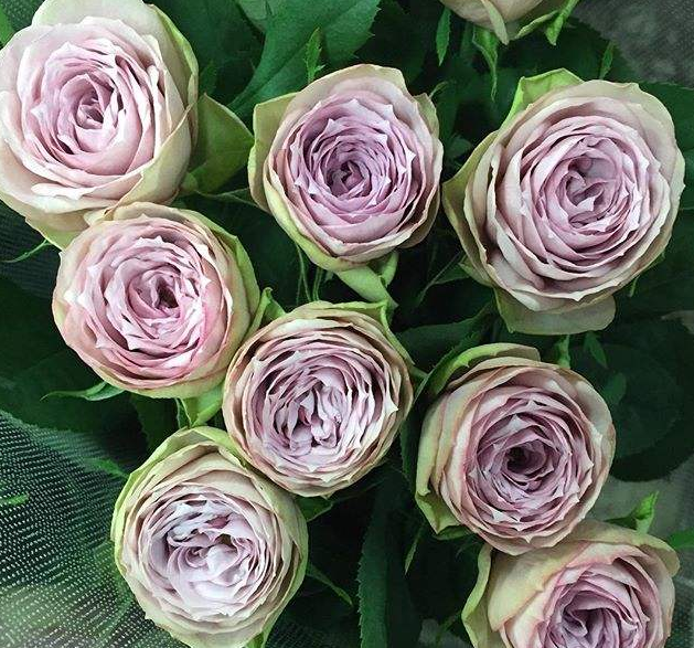 养花养个很像是假花的,抗寒抗热养护难度不大,南北都是可以养的